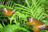 Butterflies.... Sitting Around......
