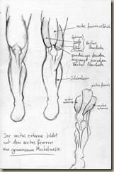 anatomie_bein4