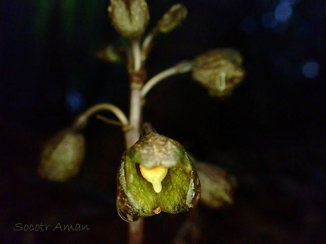 Gastrodia confusa