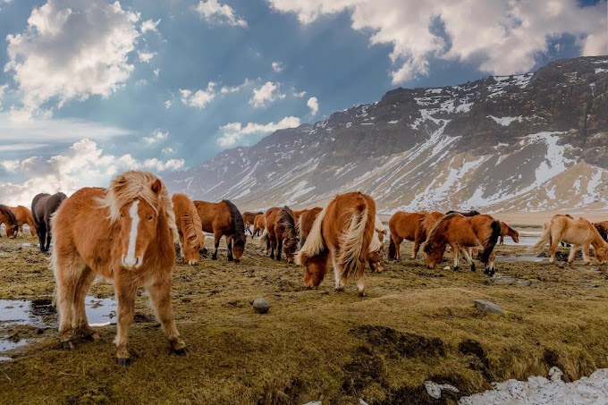 Iceland Horse