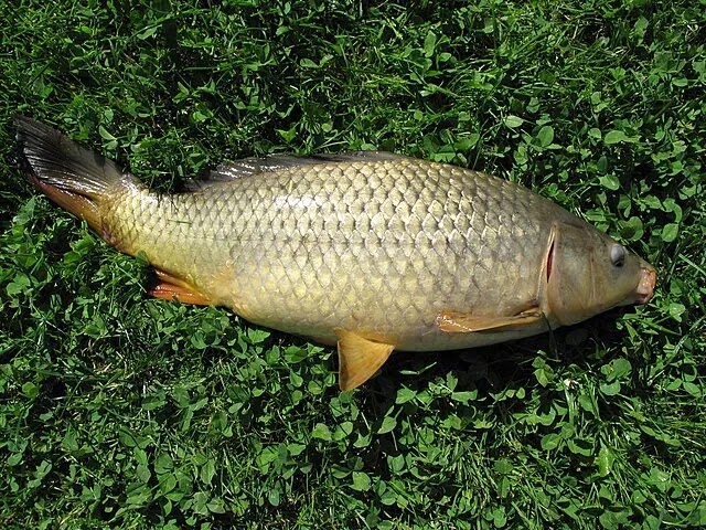 Stour Valley Fishing Complex