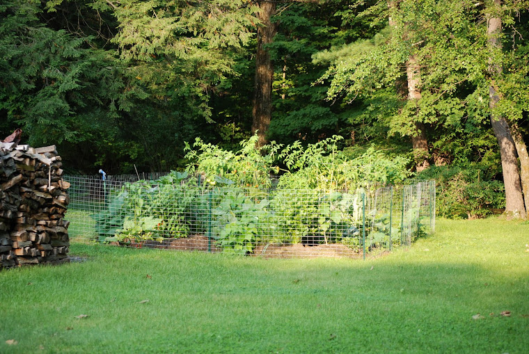 Garden Late Summer