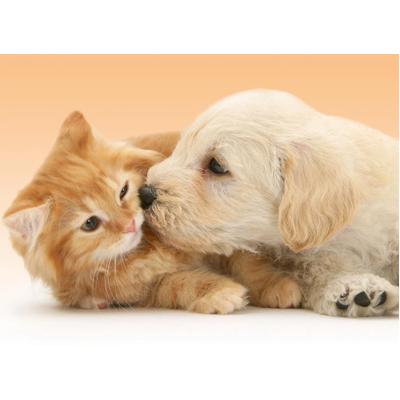 ANIMALI CUCCIOLI DI CANE GATTO TENERI E DOLCI  - foto di gatti e cani cuccioli