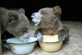 Funny animals of the week - 14 February 2014 (40 pics), two baby bears drink milk