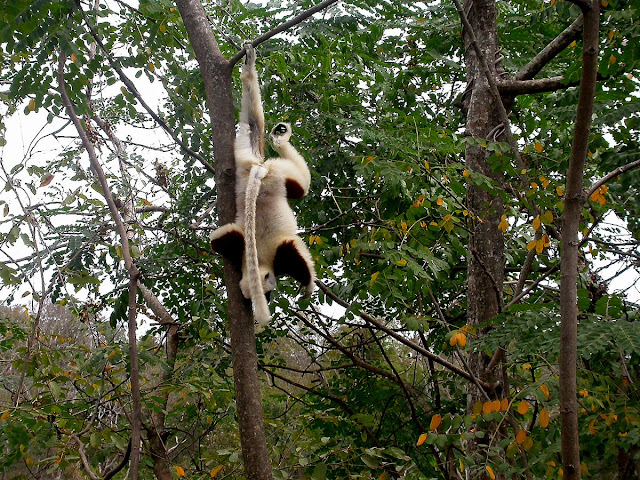 Propithèque de Coquerel (Propithecus coquereli)