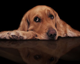 Sad Dog Photo