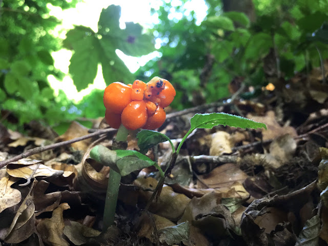 arum, ahornstab,plant, pflanze, wald, forest, wood, schweiz, central europe, orange, blog, blogger, vegan, naturheilkunde