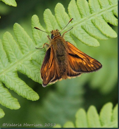 large-skipper