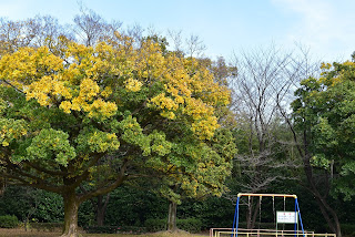 Japanese trees