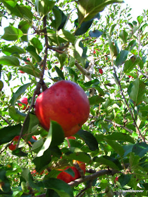 Ano Kano Fruit farm