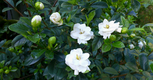 Mengenal Gardenia Jasminoides, Tanaman Cantik Dengan Segudang Manfaat