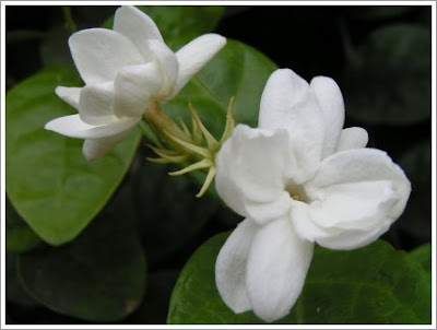 jasmine flower