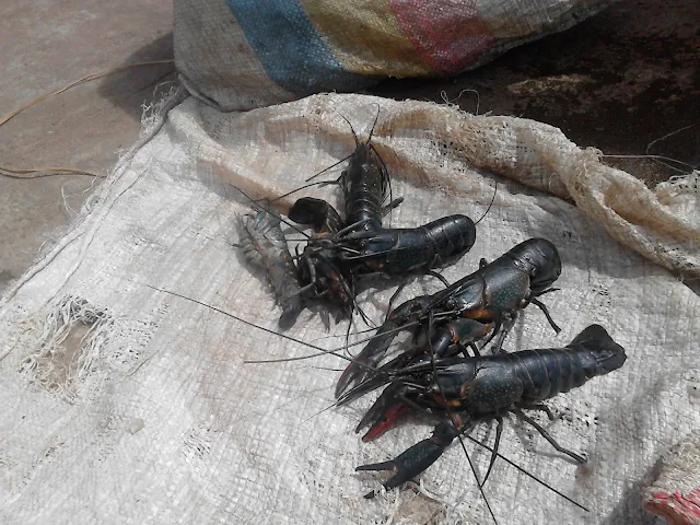zambezi river shrimps and praws