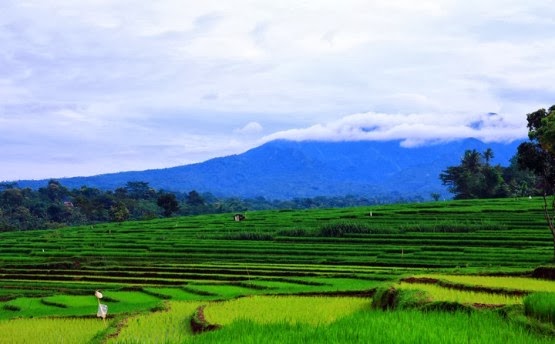  Pemandangan  Alam Foto  Pemandangan  Sawah  dan  Pegunungan