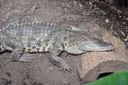 El cocodrilo de Siam (Crocodylus siamensis) habita en las zonas tropicales .