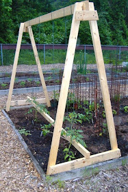 how to get tomatoes to grow hight not wide