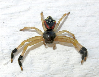 crab spider, Thomisidae