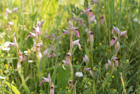 Greater Tongue Orchids - Tiptree, Essex