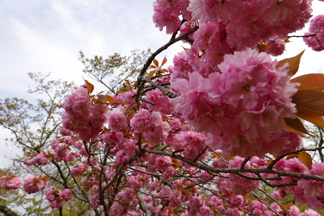 鳥取県米子市久米町　湊山公園　カンザン (関山）