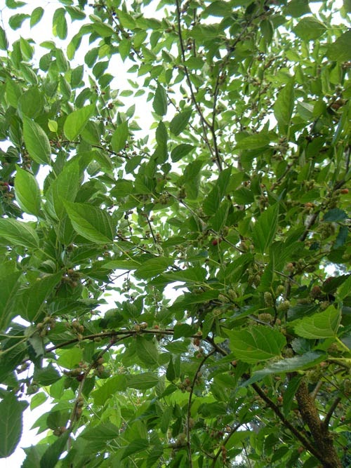 Florida Survival Gardening: Survival Plant Profile: Mulberries