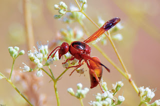 avispa-roja-alfarera-rhynchium-oculatum-en-flor-