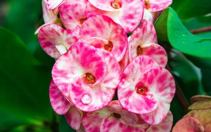Coroa-de-Cristo-Euphorbia-milii-planta-com-flores-rajadas-em-tons-de-rosa-e-branco