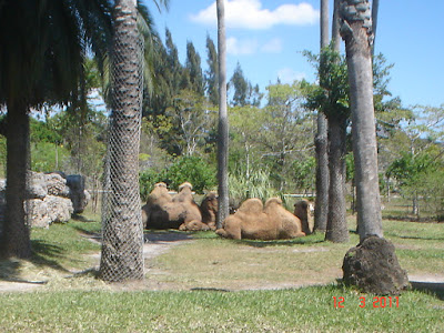 Zoo Miami