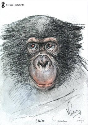 sketch of chimp's face