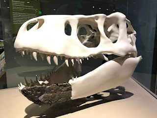 Cráneo de Nanuqsaurus