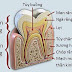 Bạn có biết điều trị tủy răng là gì không