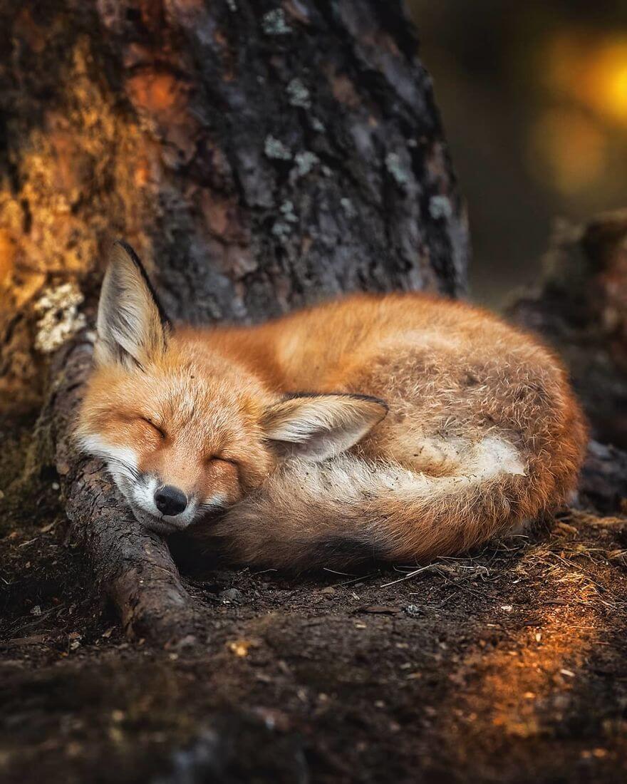 Finnish Photographer Shows The Beauty Of Fairy Forests In Finland