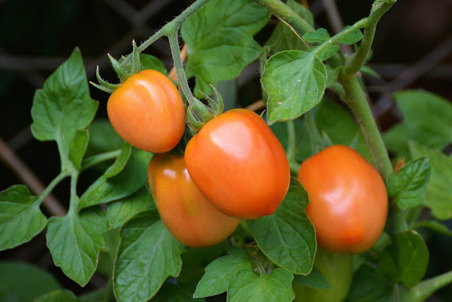 tomato crop loss