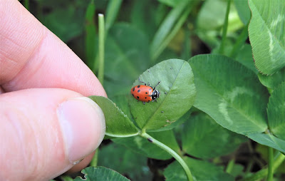 A picture of a bright red ladybug on a green clover leaf.