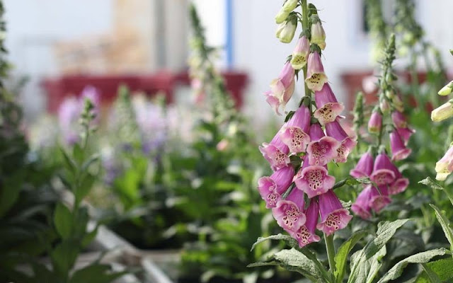 Foxglove Flowers Pictures