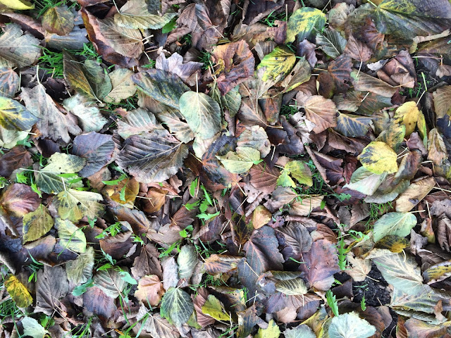 Lime (Linden) leaf-fall.  Hayes, 4 November 2015.