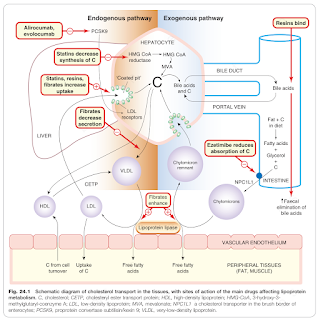 Lipid-Lowering Drugs