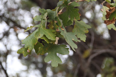 oak leaves where they belong, on the tree