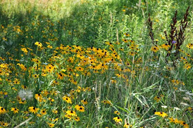 black-eyed Susan growing at a roadside