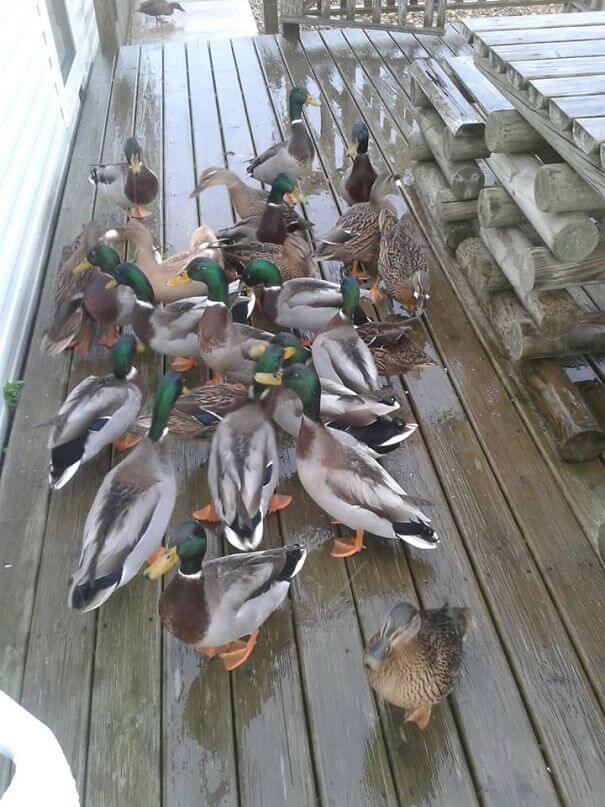 40 Heartwarming Pictures Of Animals - Fed 2 Ducks Yesterday On The Porch And Woke Up To This Today