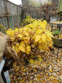 Coxwell-Danforth Toronto Fall Cleanup Before by Paul Jung Gardening Services--a Toronto Organic Gardener