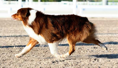 australian shepherd