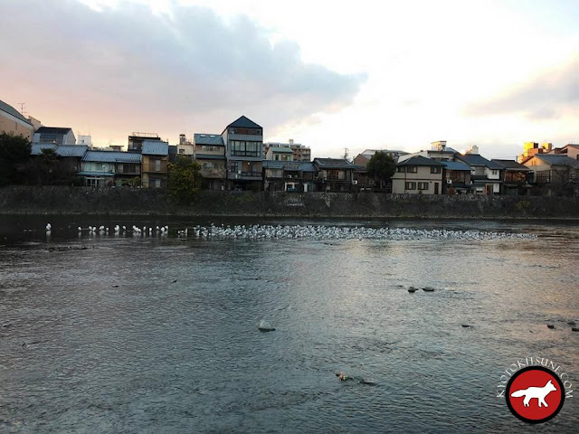 Mouettes russes sur la rivière Kamo en Kyoto en hiver