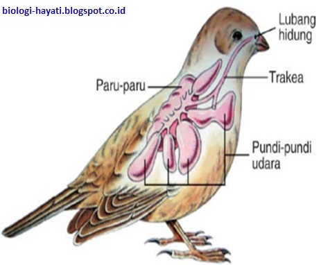 Fungsi Organ  dan Sistem Pernapasan pada  Hewan 