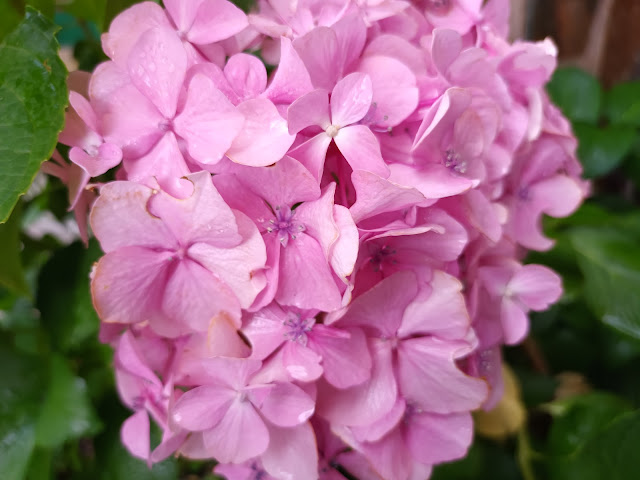 Hortensia (Hydrangea macrophylla (Thunb.) Ser.).