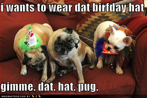 Funny Birthday Pictures. happy irthday funny dog