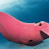 Remarkable Underwater Photos  Of  Worlds  Only  Known  Pink  Manta  Ray  