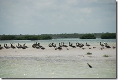 Holbox6