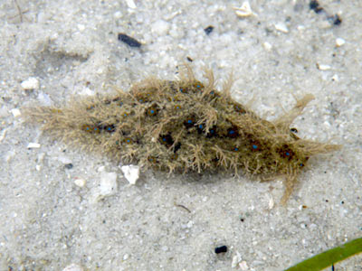 Hairy Sea Hare (Bursatella leachii)