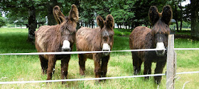 Poitou Asses. Indre. France. Photographed by Susan Walter. Tour the Loire Valley with a classic car and a private guide.