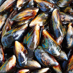 mussels-fish-with-omega-3-fatty-acids-list-picture